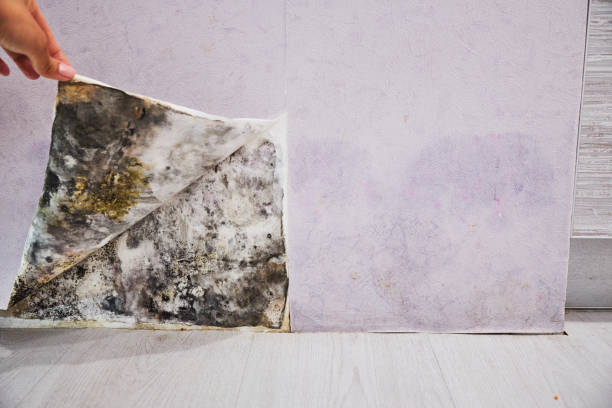 Best Emergency Mold Remediation in Kenneth City, FL